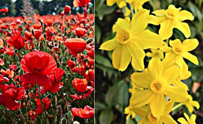 Pure colour may be found in flowers such as red poppies and yellow daffodils.